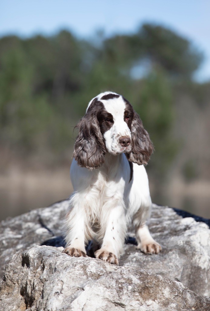 Les Cocker Spaniel Anglais de l'affixe Zorsky