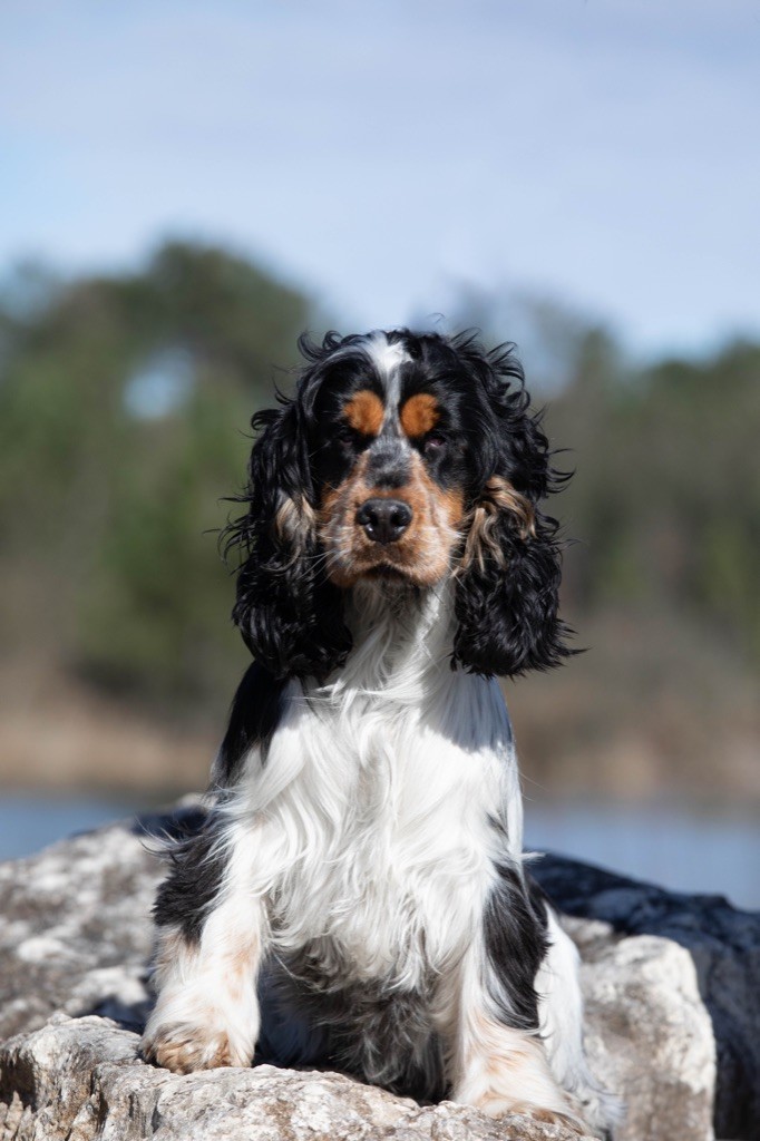 Tom sawyer De la foret des reves bleus