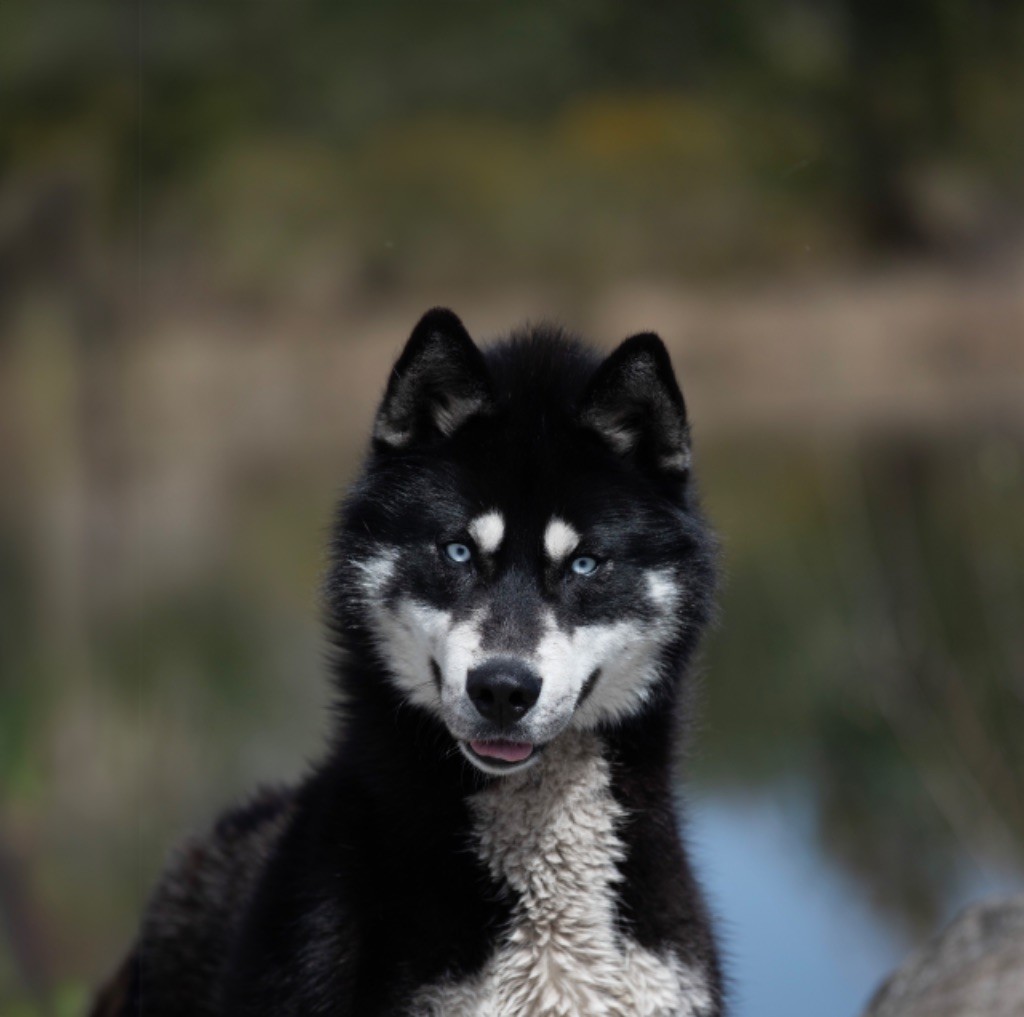 Les Siberian Husky de l'affixe Zorsky