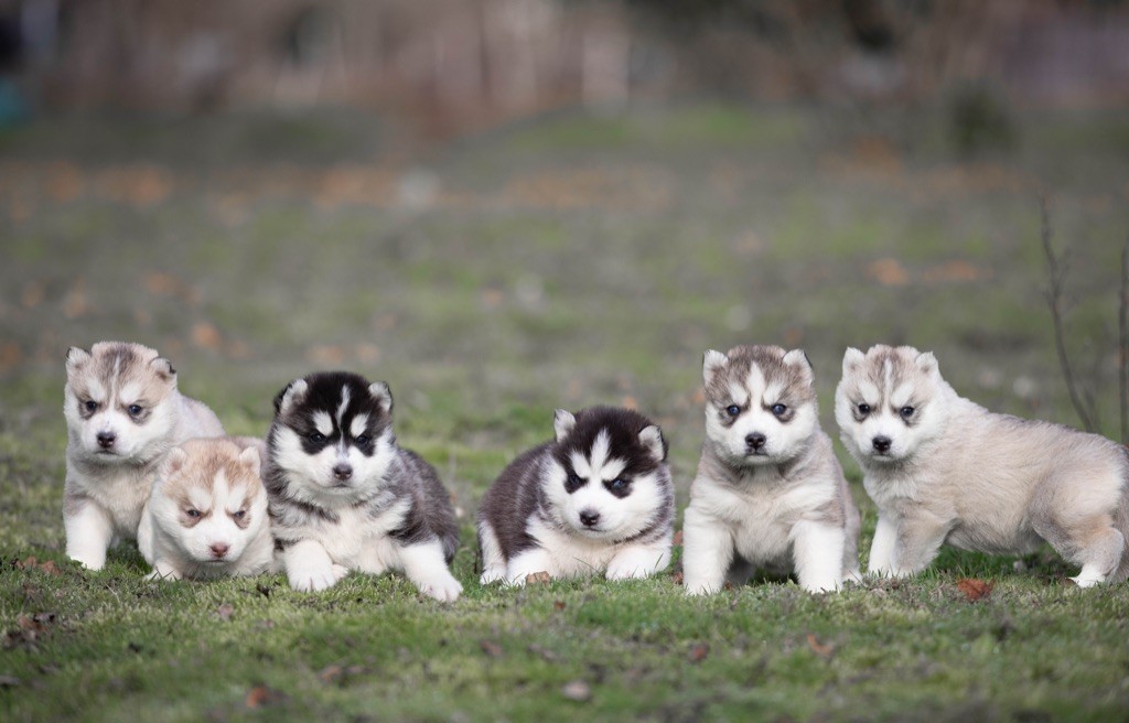 chiot Siberian Husky Zorsky