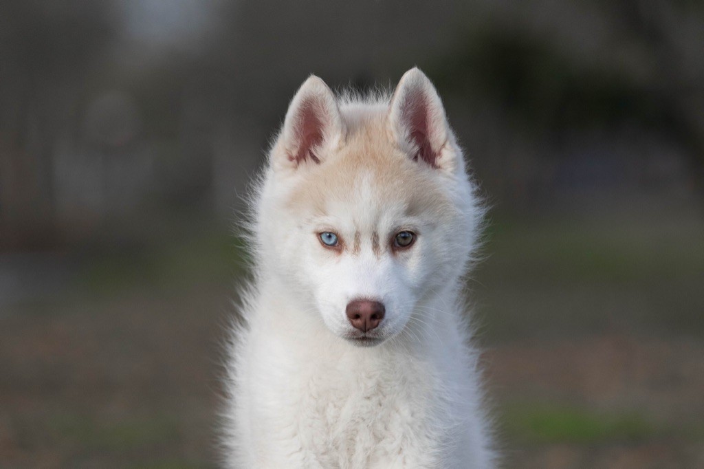 chiot Siberian Husky Zorsky