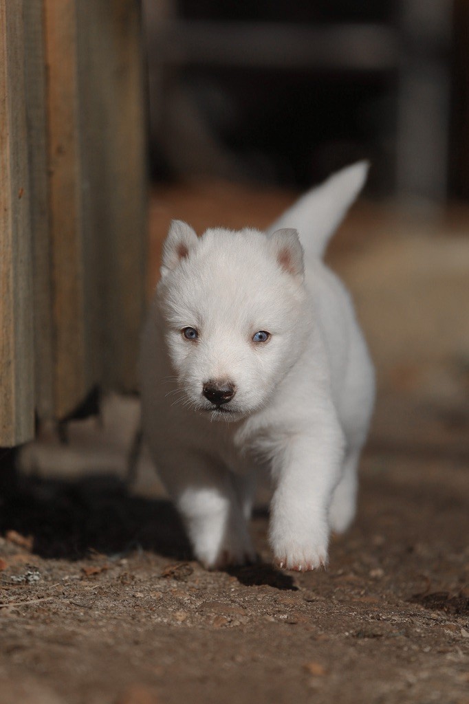 Zorsky - Chiot disponible  - Siberian Husky