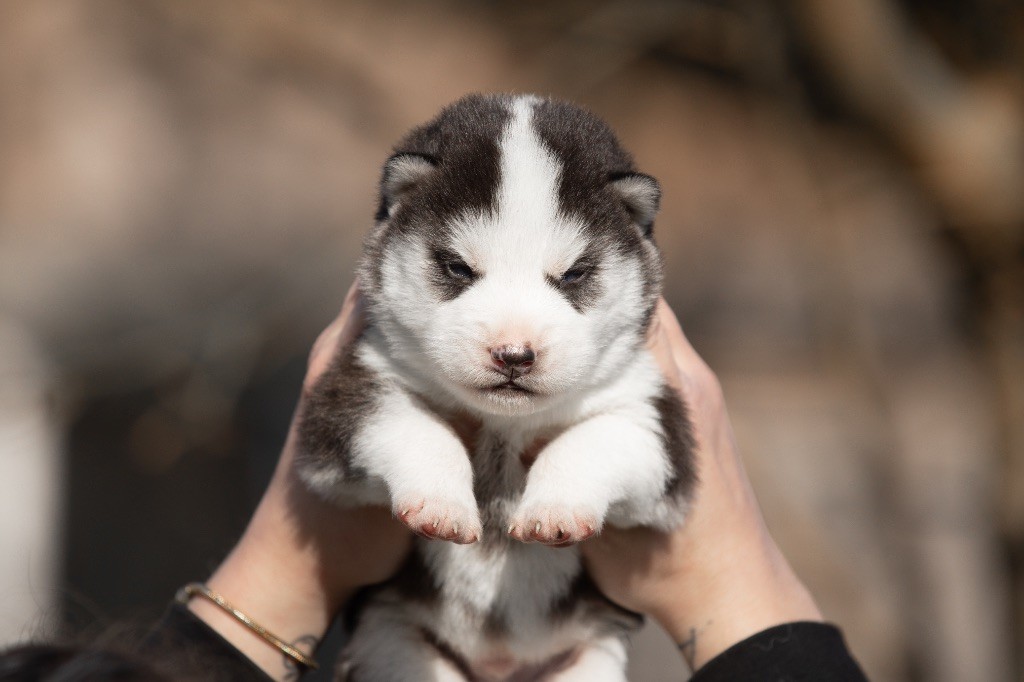 Zorsky - Chiot disponible  - Siberian Husky