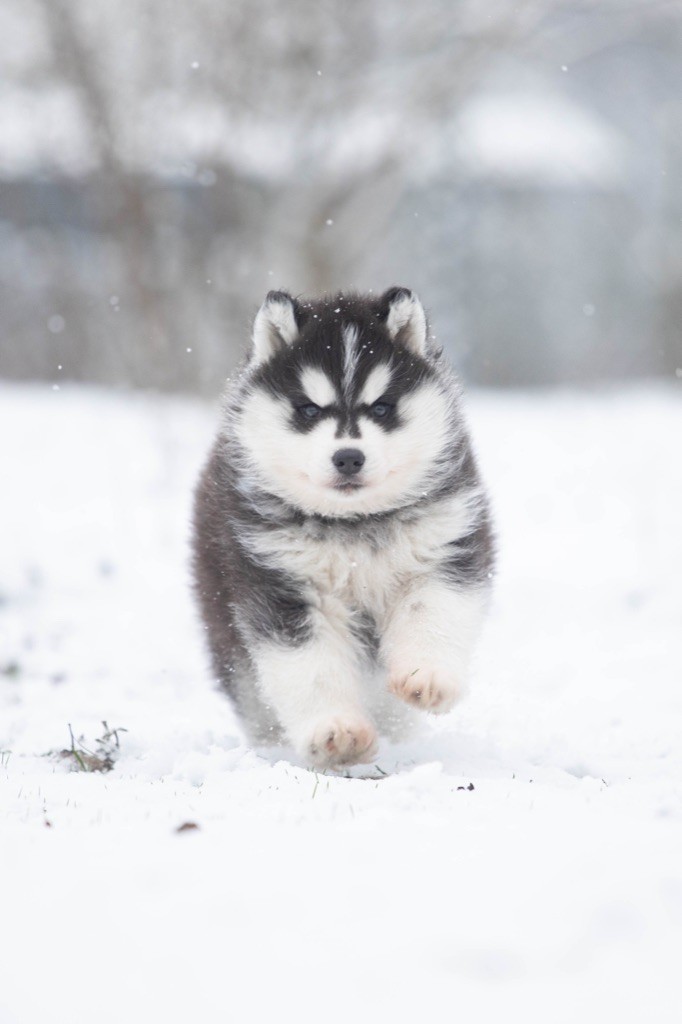 chiot Siberian Husky Zorsky