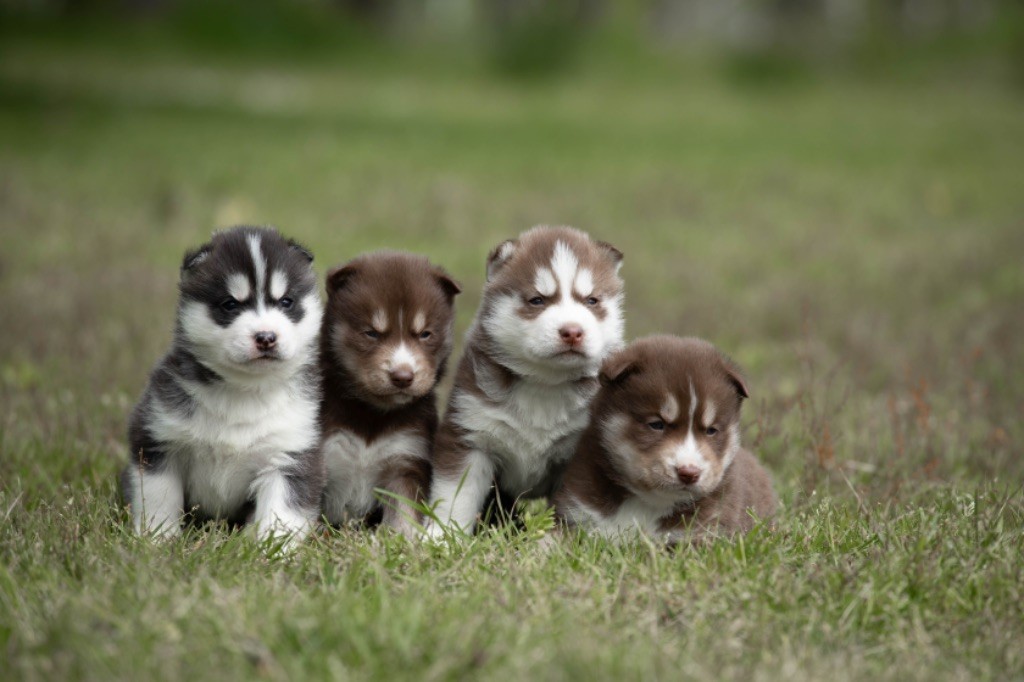 chiot Siberian Husky Zorsky