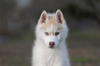 Zorsky - Siberian Husky - Portée née le 31/10/2023