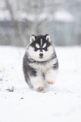 Zorsky - Siberian Husky - Portée née le 23/11/2023