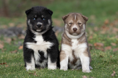 Zorsky - Siberian Husky - Portée née le 10/12/2022