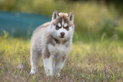 Zorsky - Siberian Husky - Portée née le 12/05/2022