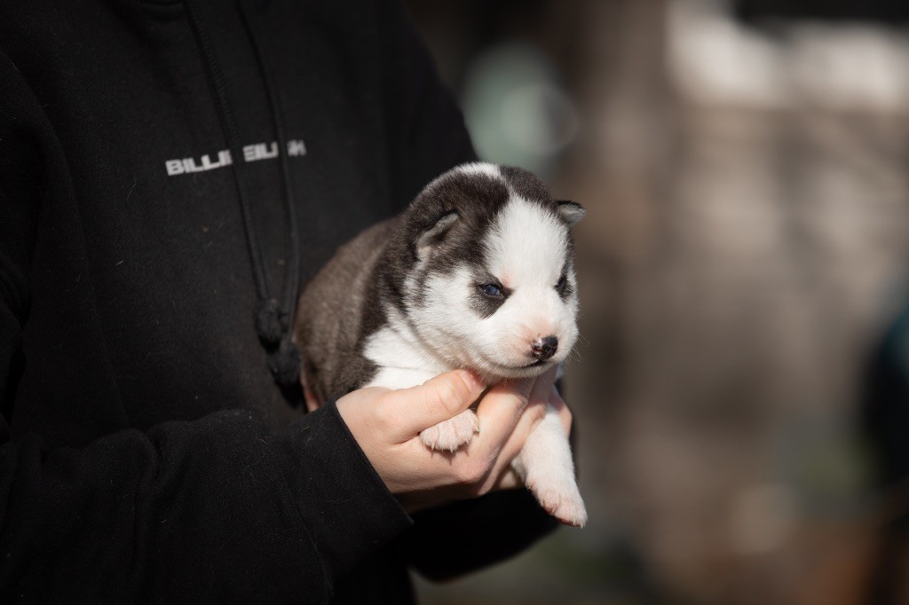 Zorsky - Chiot disponible  - Siberian Husky