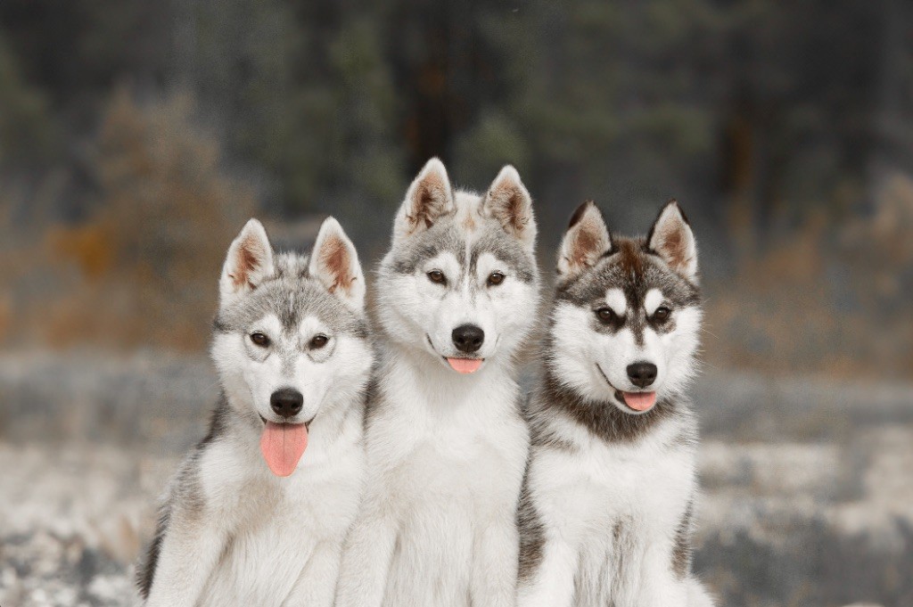 chiot Siberian Husky Zorsky