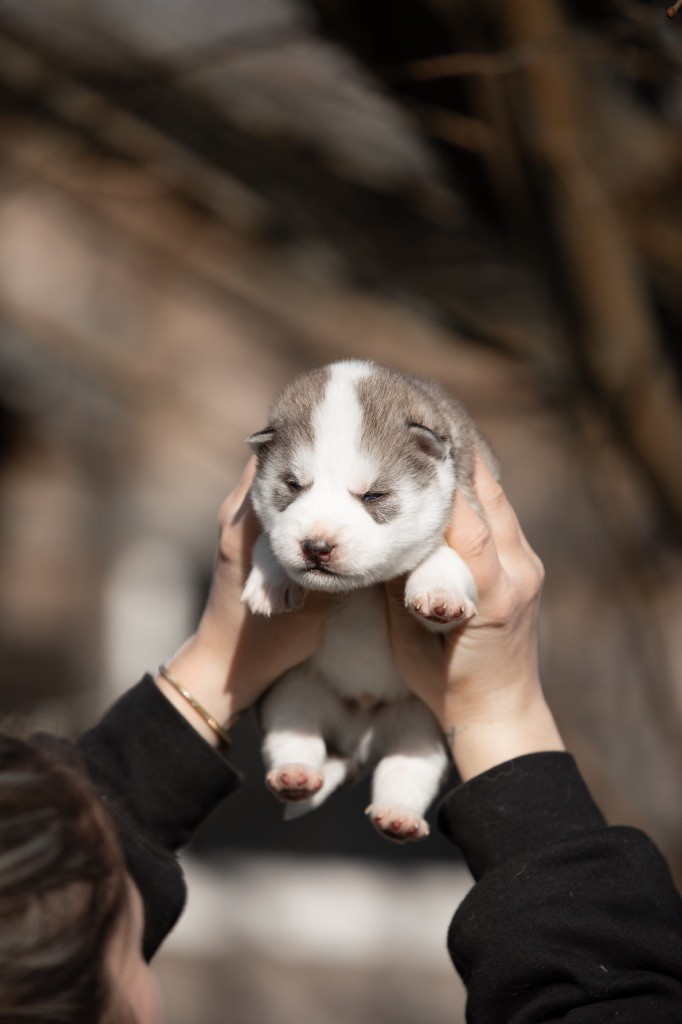 Zorsky - Chiot disponible  - Siberian Husky