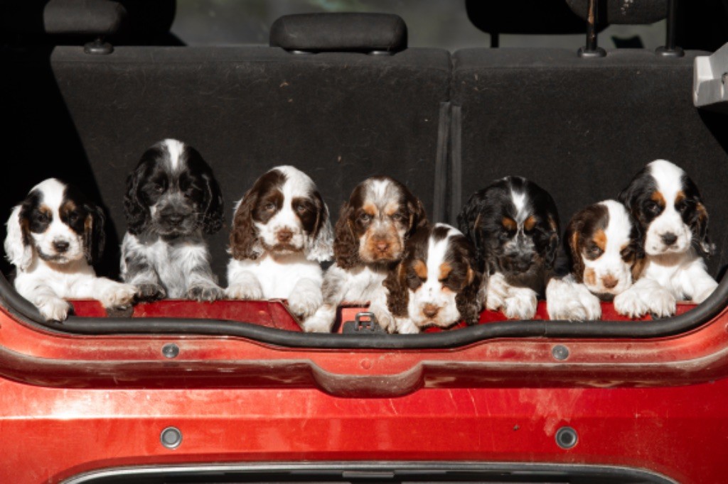 chiot Cocker Spaniel Anglais Zorsky