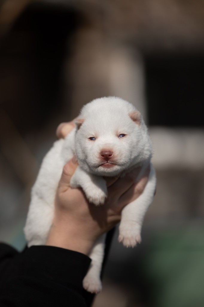 Zorsky - Chiot disponible  - Siberian Husky