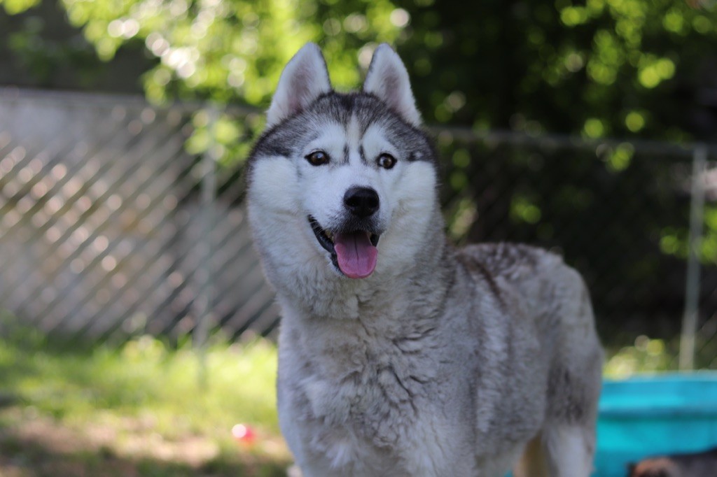Leïka zorsky (Sans Affixe)