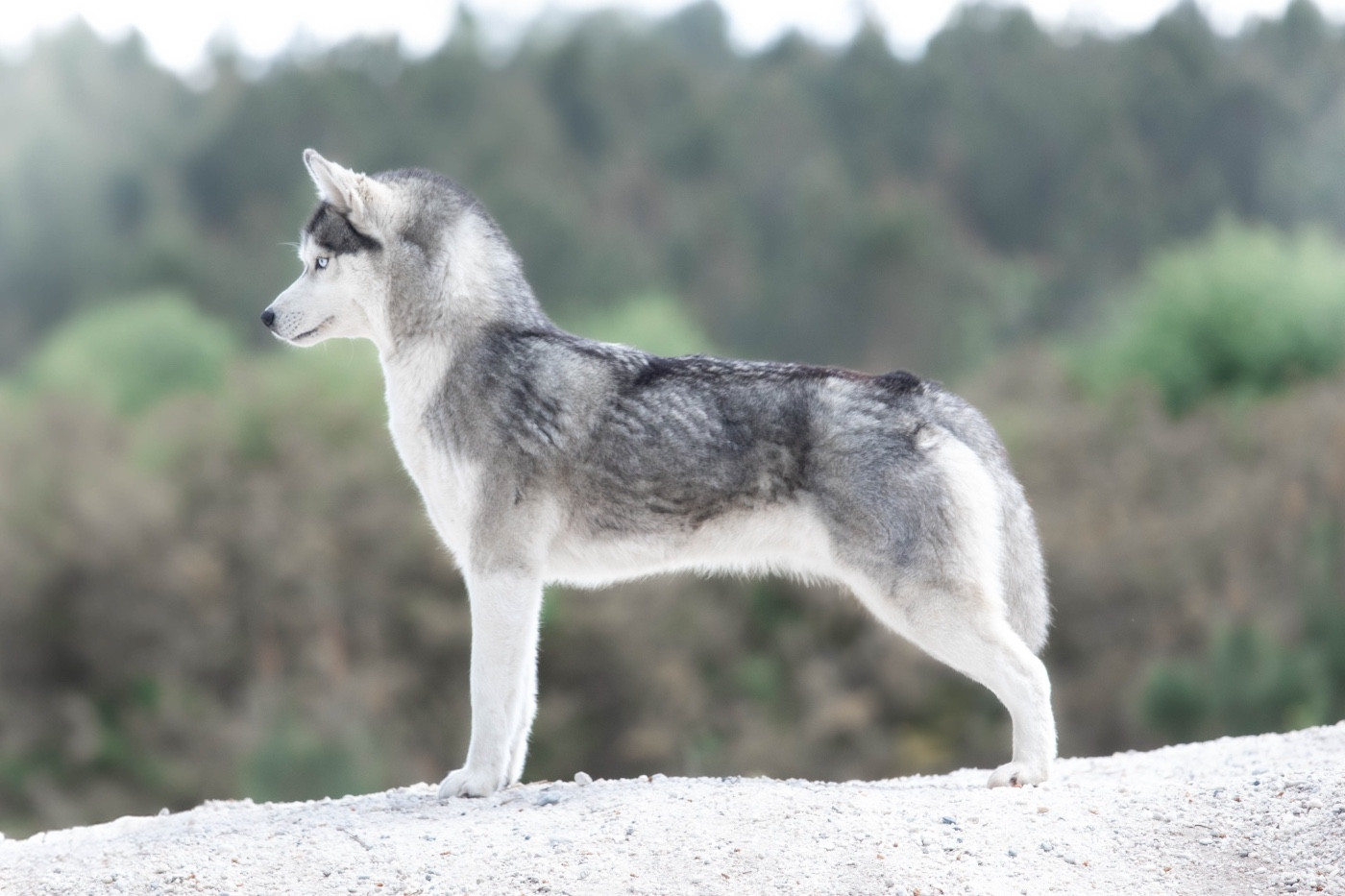 bueno pardo One lady