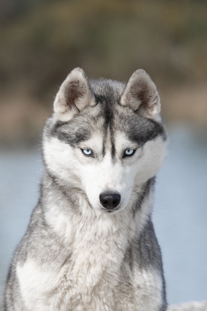 bueno pardo One lady