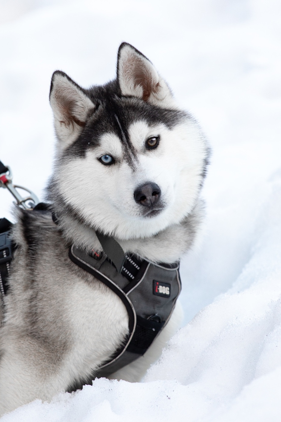 ASKING FOR LOVE Zorsky