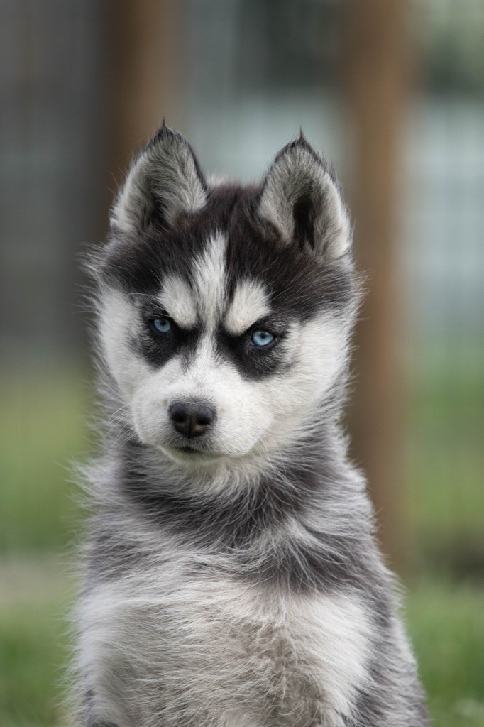 Nos chiots