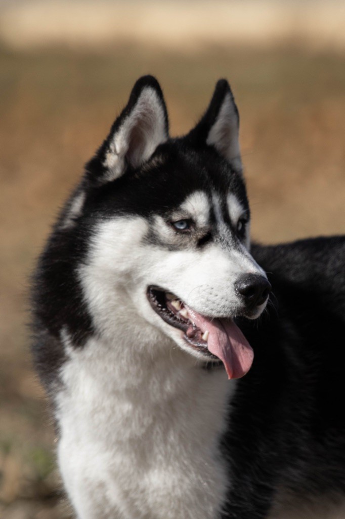 Nos Huskys