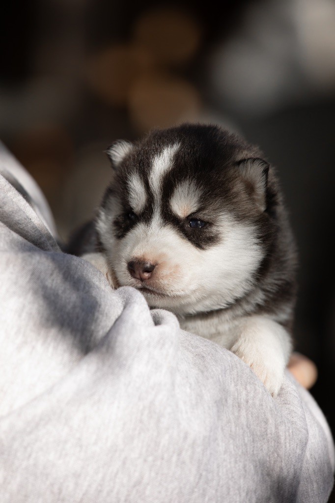 Zorsky - Chiots disponibles - Siberian Husky
