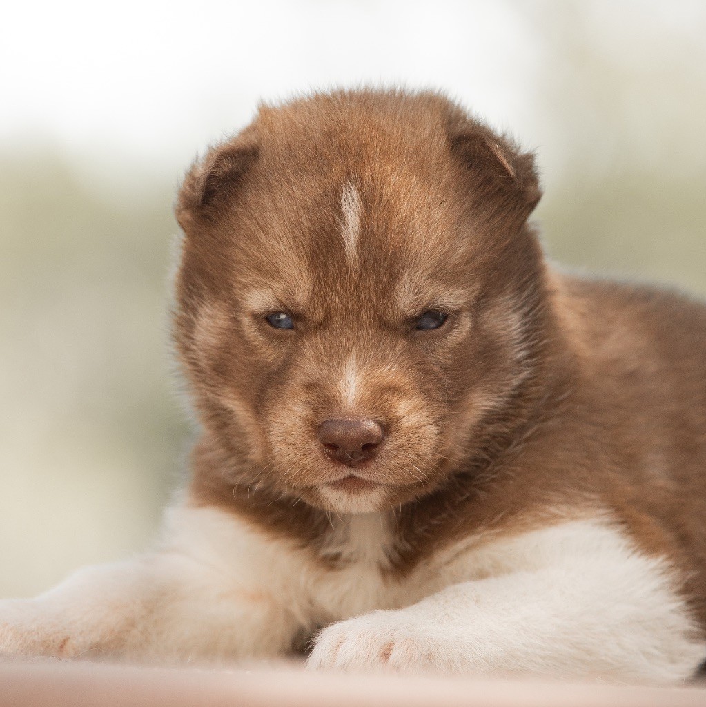 Zorsky - Chiots disponibles - Siberian Husky