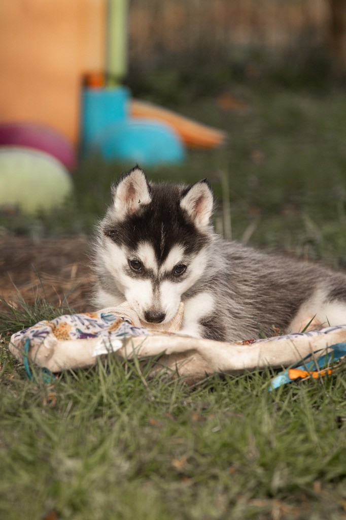 Zorsky - Chiots disponibles - Siberian Husky