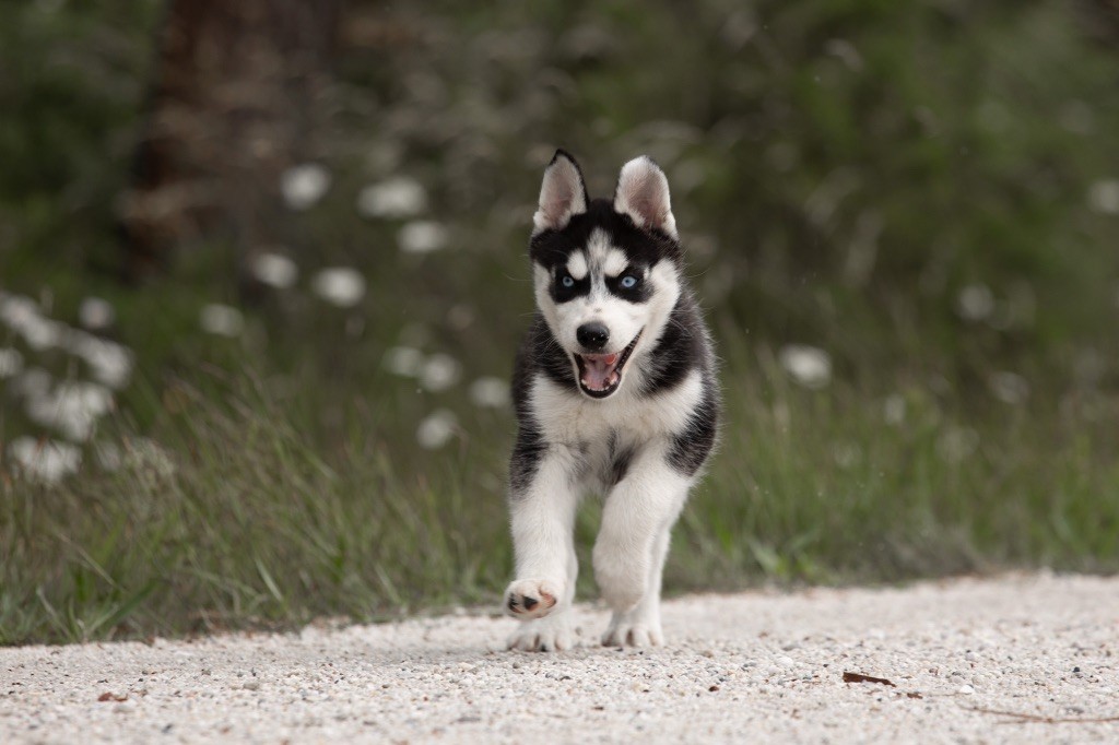 Zorsky - Chiots disponibles - Siberian Husky