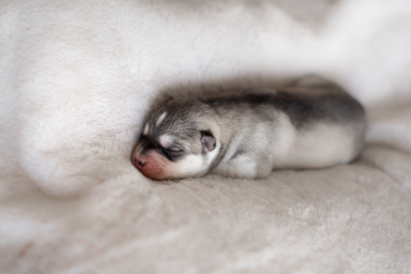 Chiot Siberian Husky Zorsky