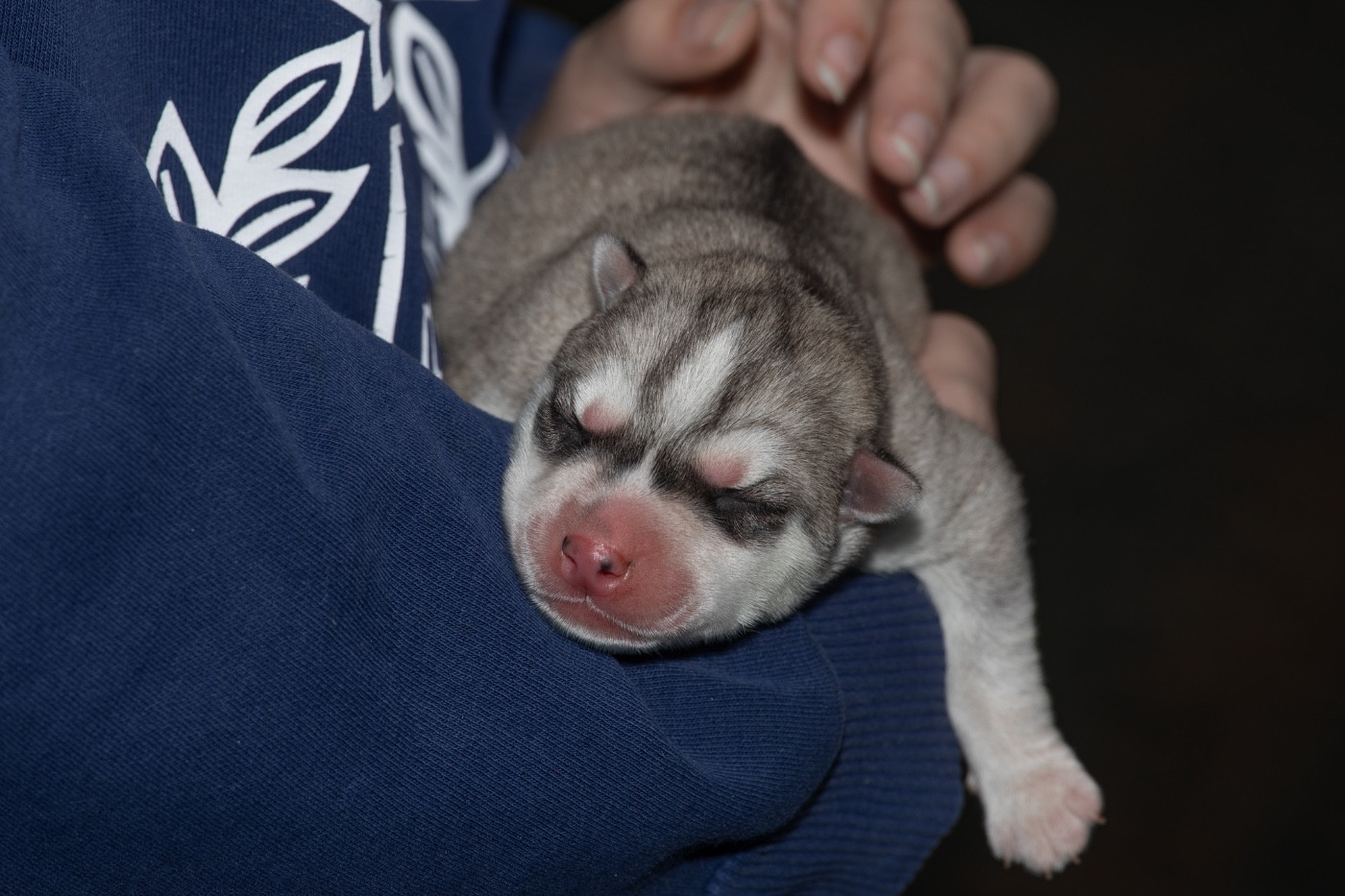 Zorsky - Chiots disponibles - Siberian Husky