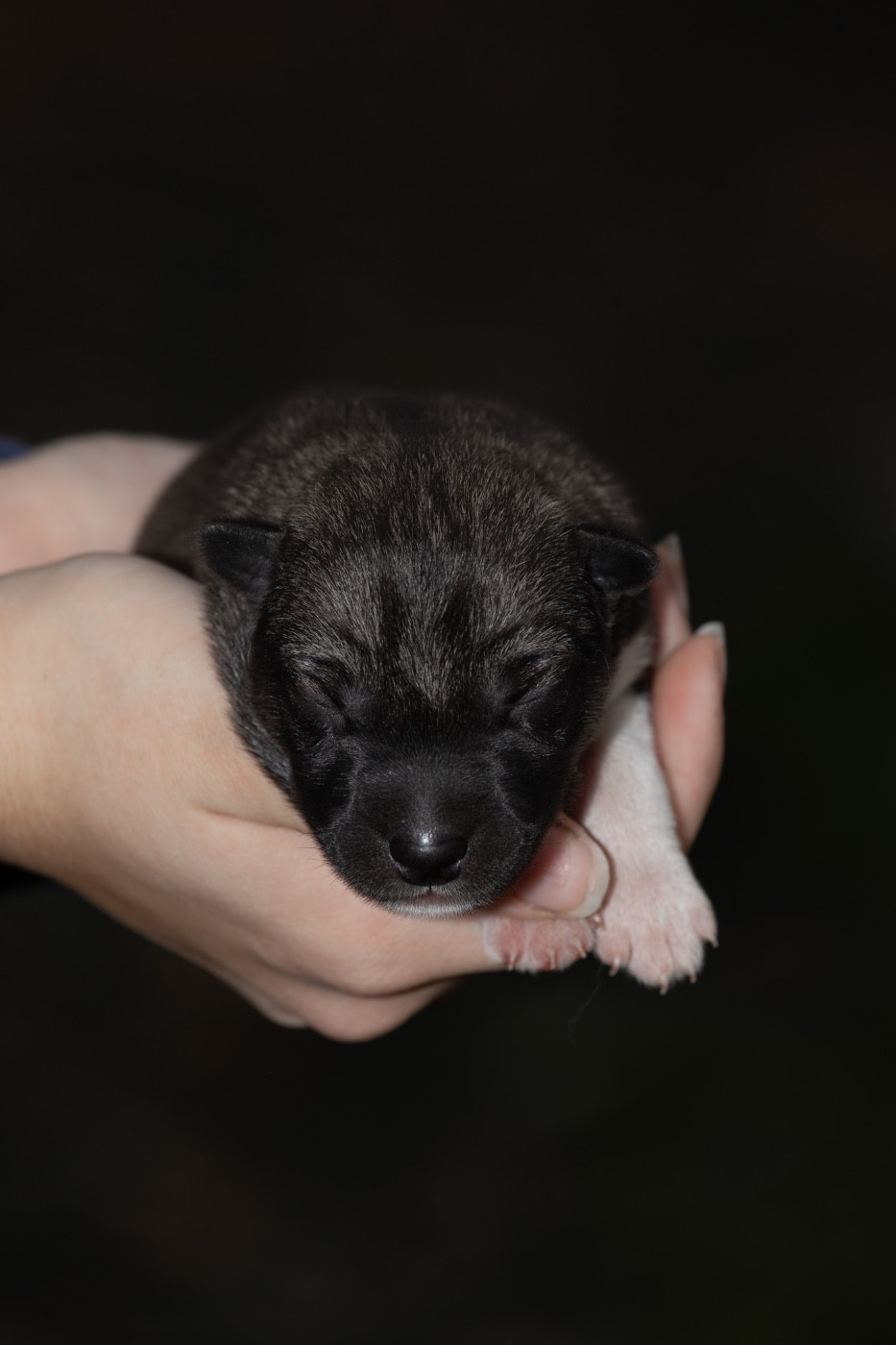 Zorsky - Chiots disponibles - Siberian Husky