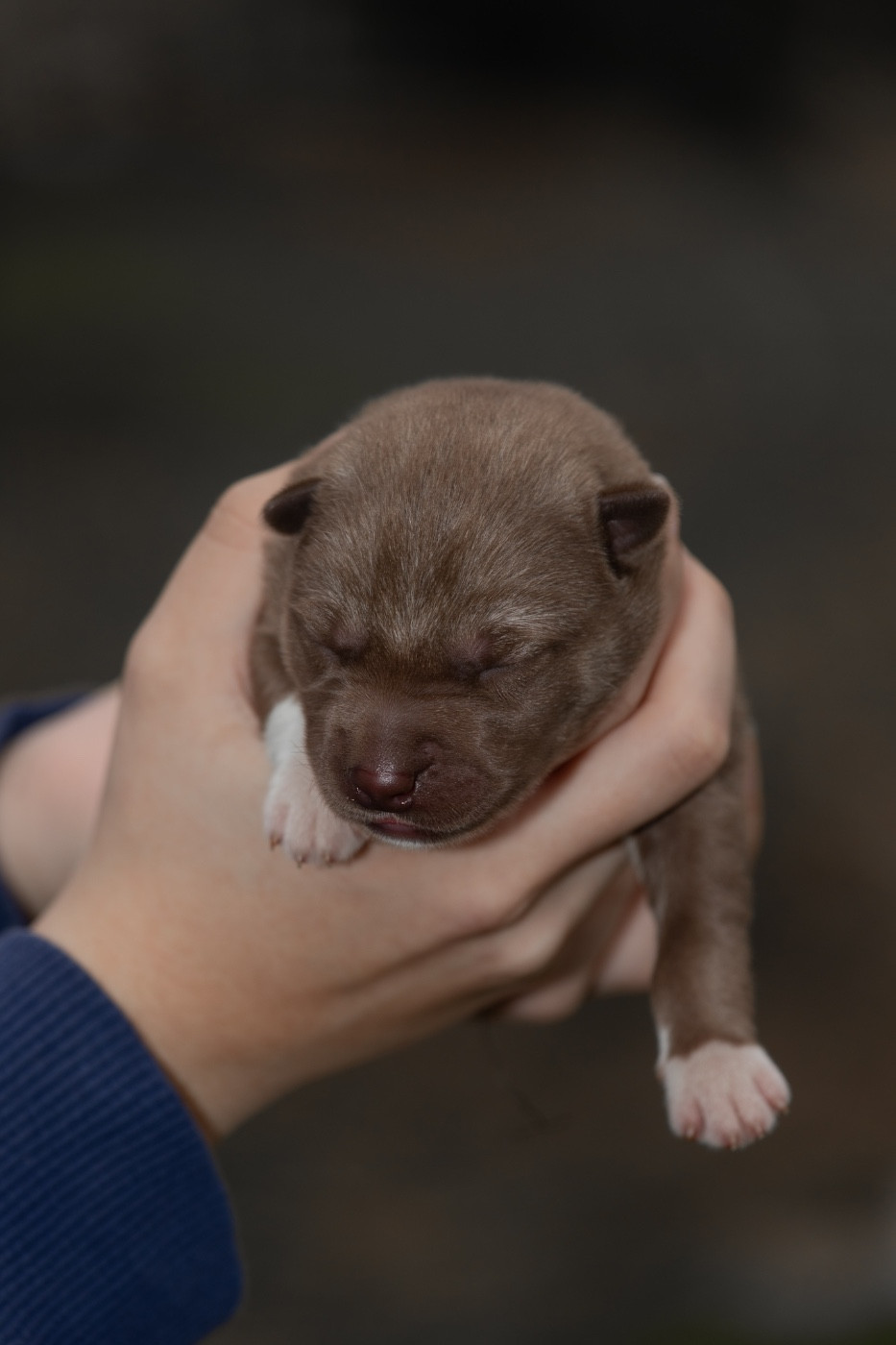 Zorsky - Chiots disponibles - Siberian Husky
