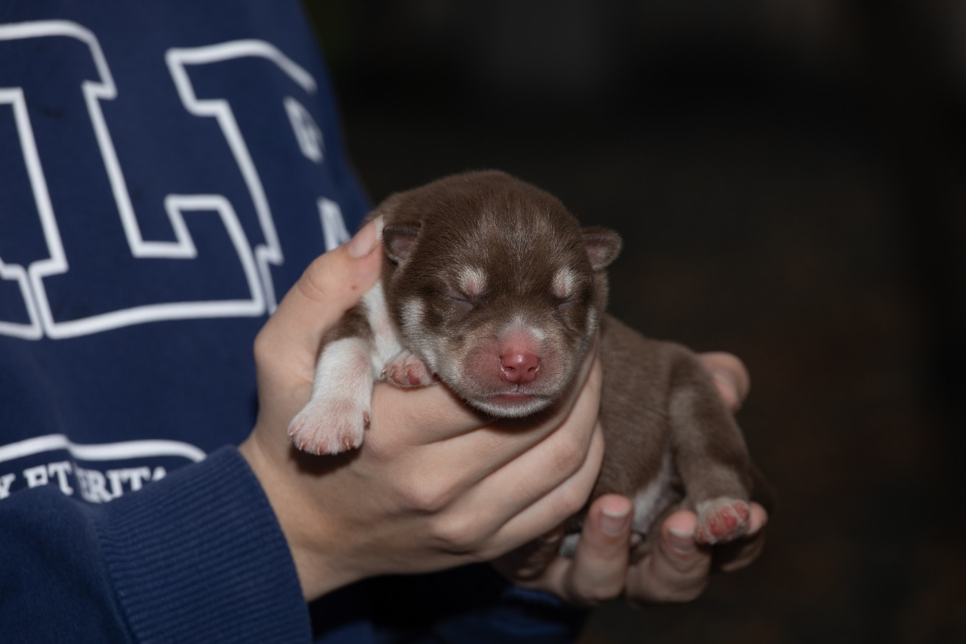 Zorsky - Chiots disponibles - Siberian Husky