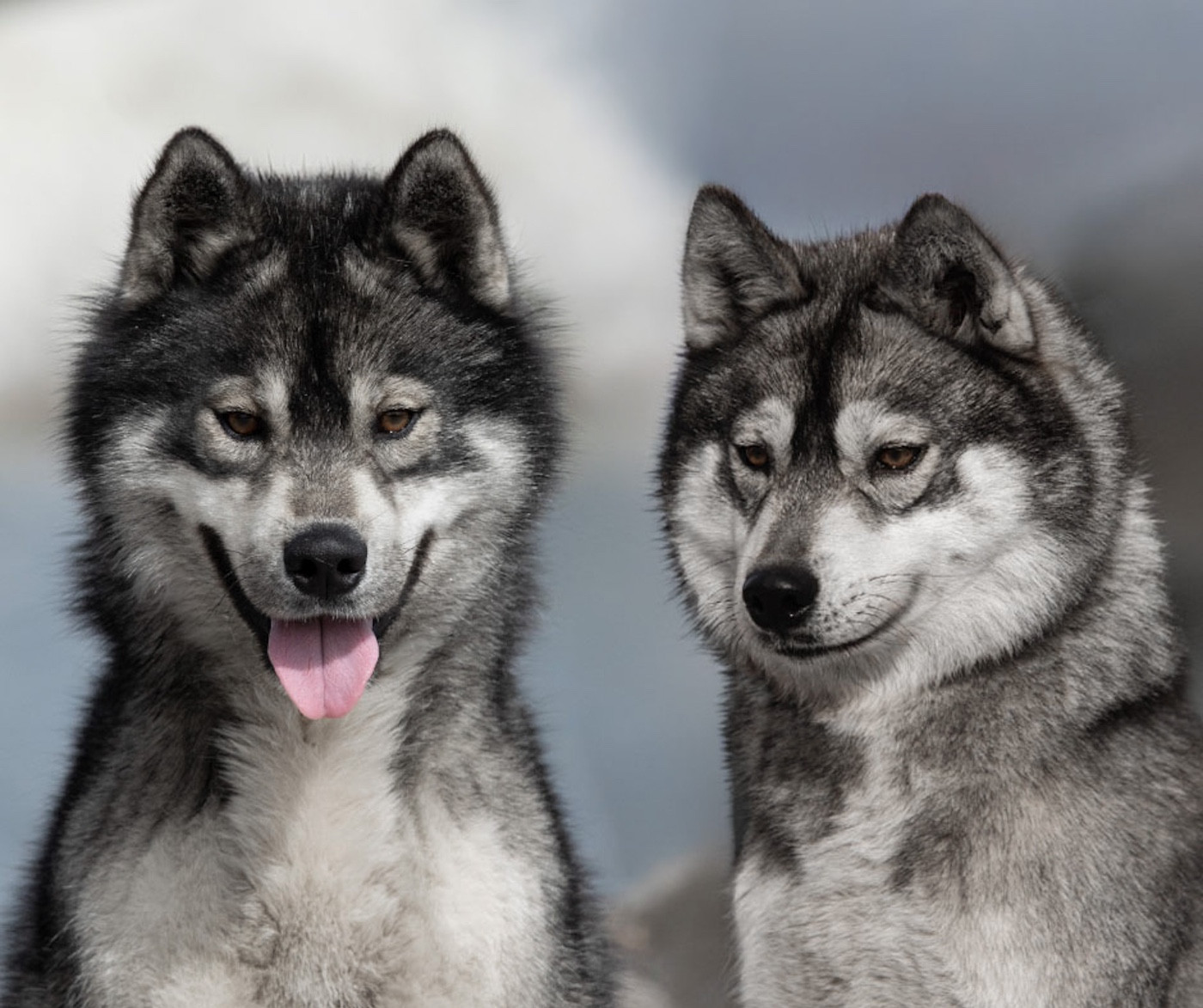 Chiot Siberian Husky Zorsky