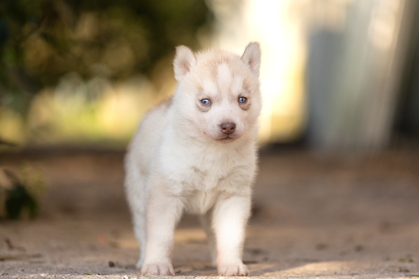 Zorsky - Chiots disponibles - Siberian Husky