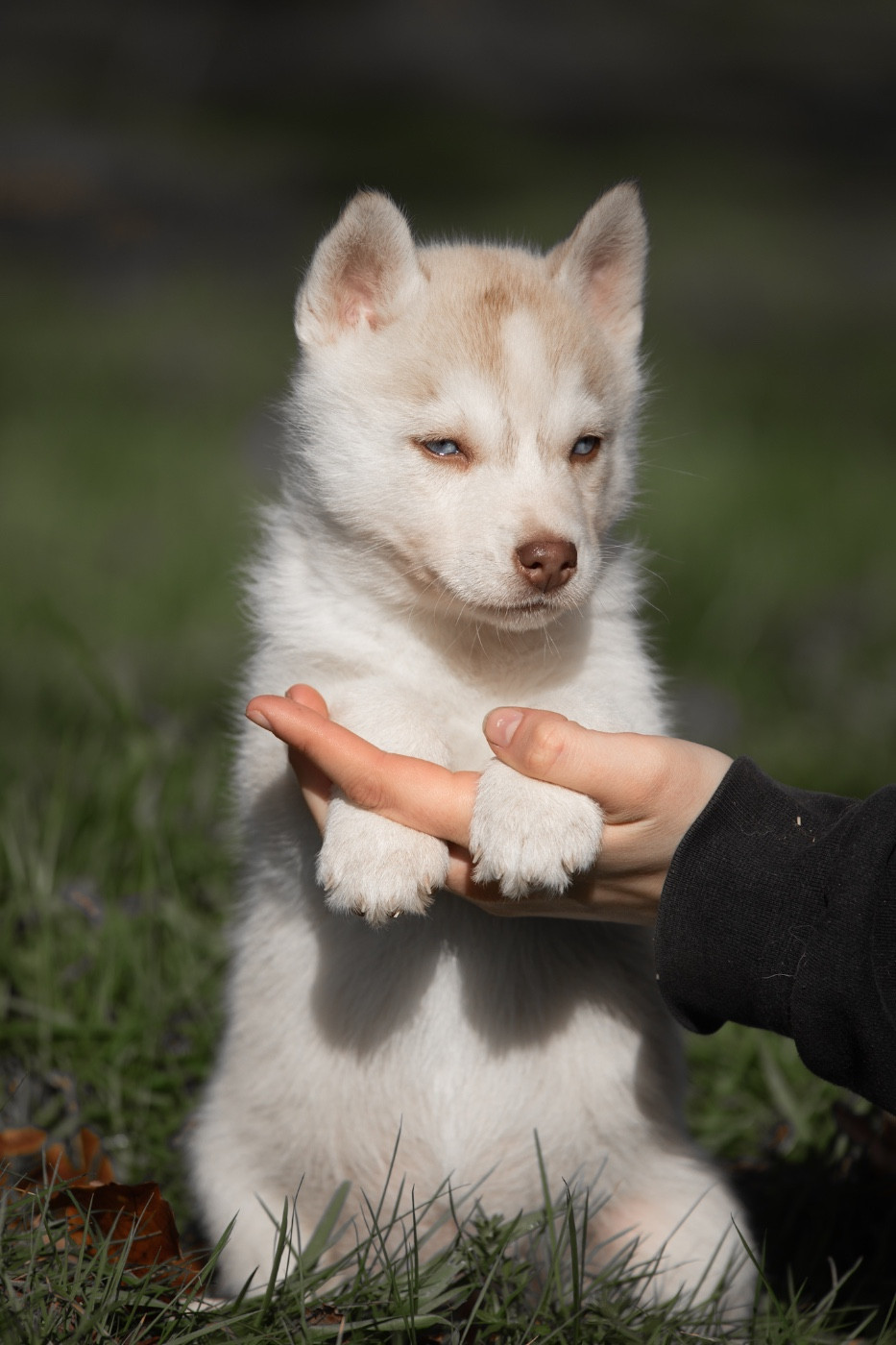Zorsky - Chiots disponibles - Siberian Husky