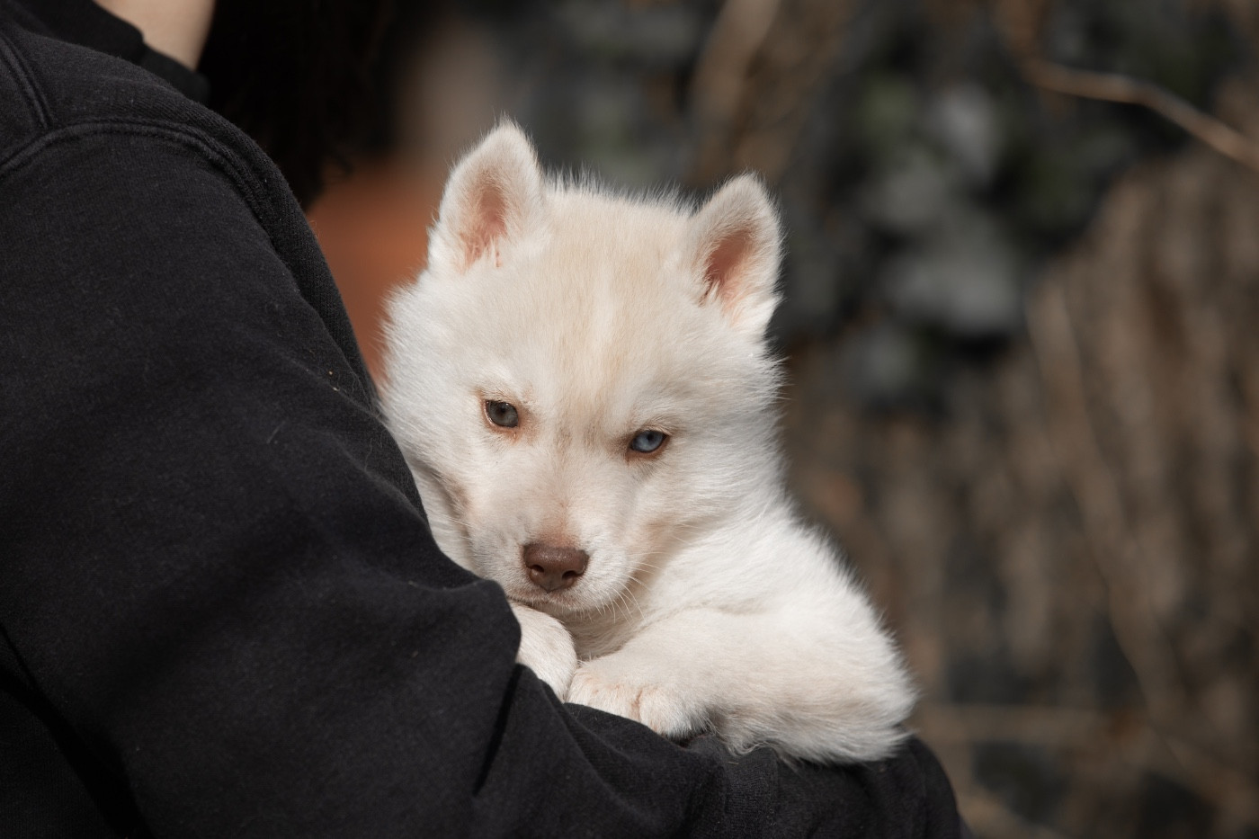 Zorsky - Chiots disponibles - Siberian Husky