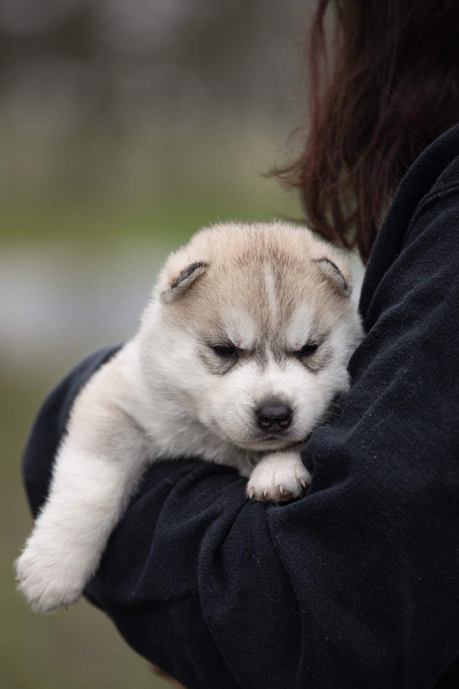 Zorsky - Chiots disponibles - Siberian Husky
