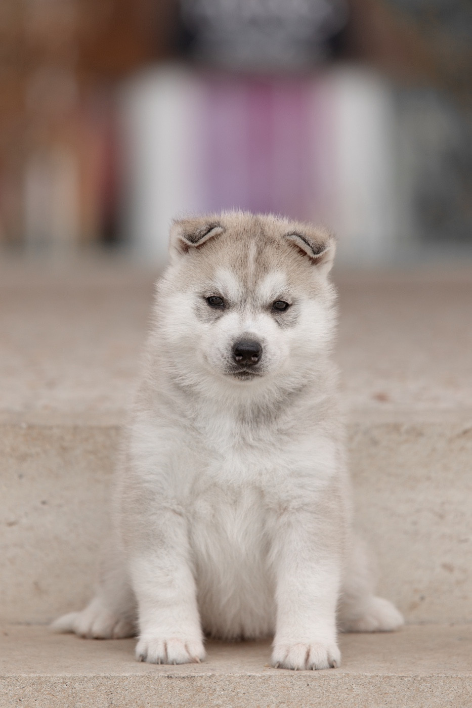 Zorsky - Chiots disponibles - Siberian Husky