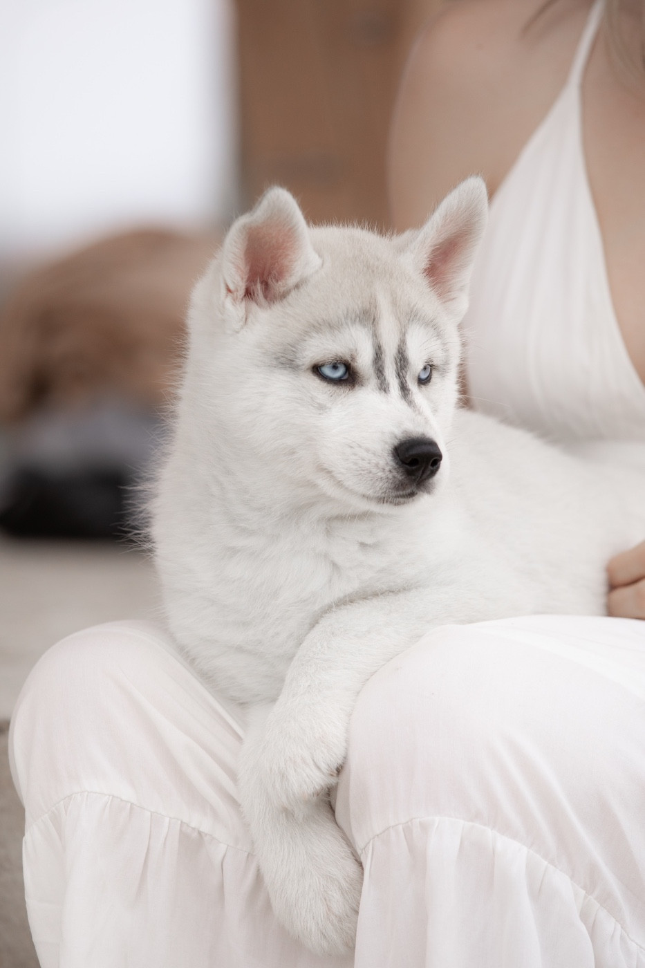 Zorsky - Siberian Husky - Portée née le 16/12/2025