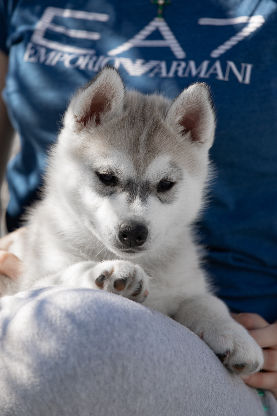 Zorsky - Chiots disponibles - Siberian Husky