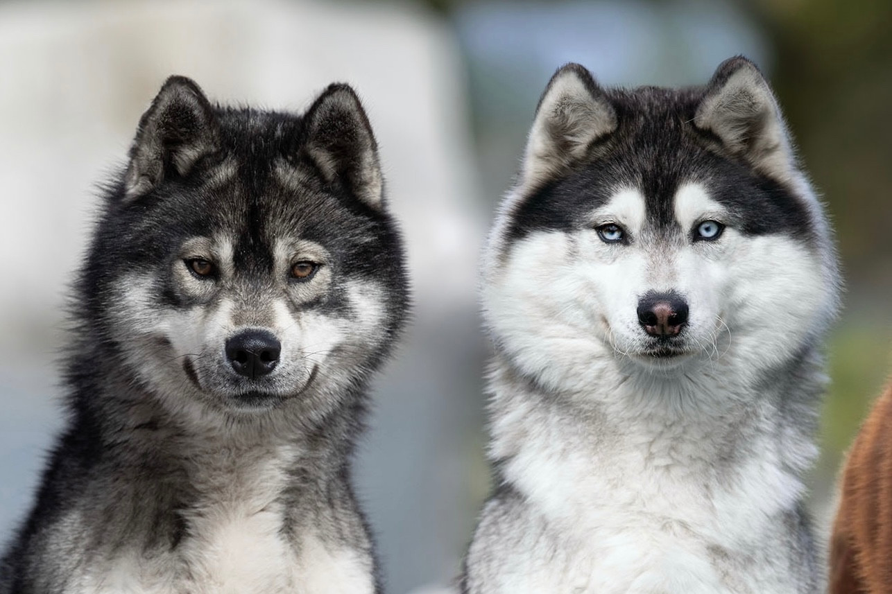 Chiot Siberian Husky Zorsky