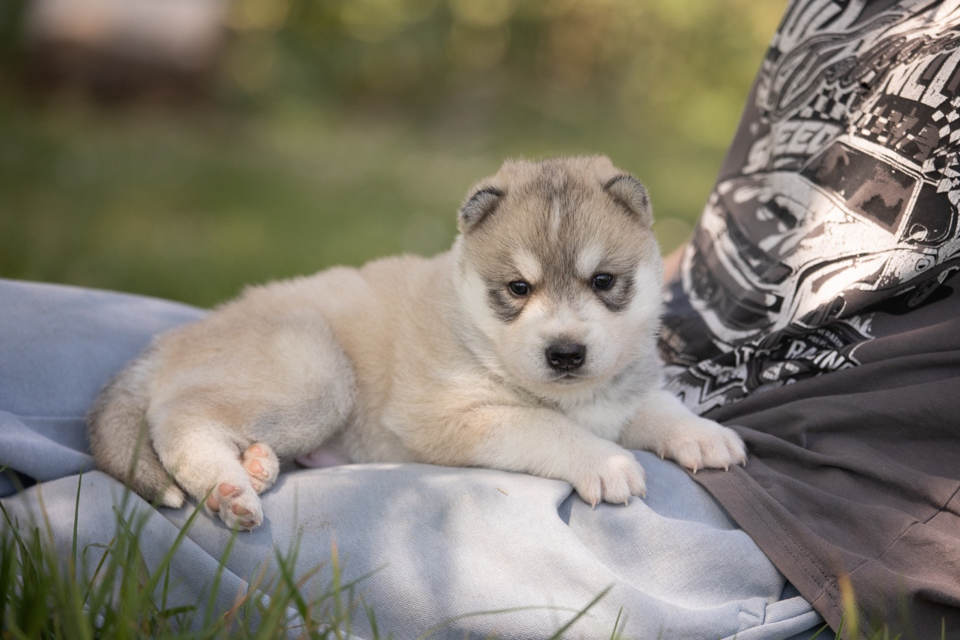 Zorsky - Chiots disponibles - Siberian Husky