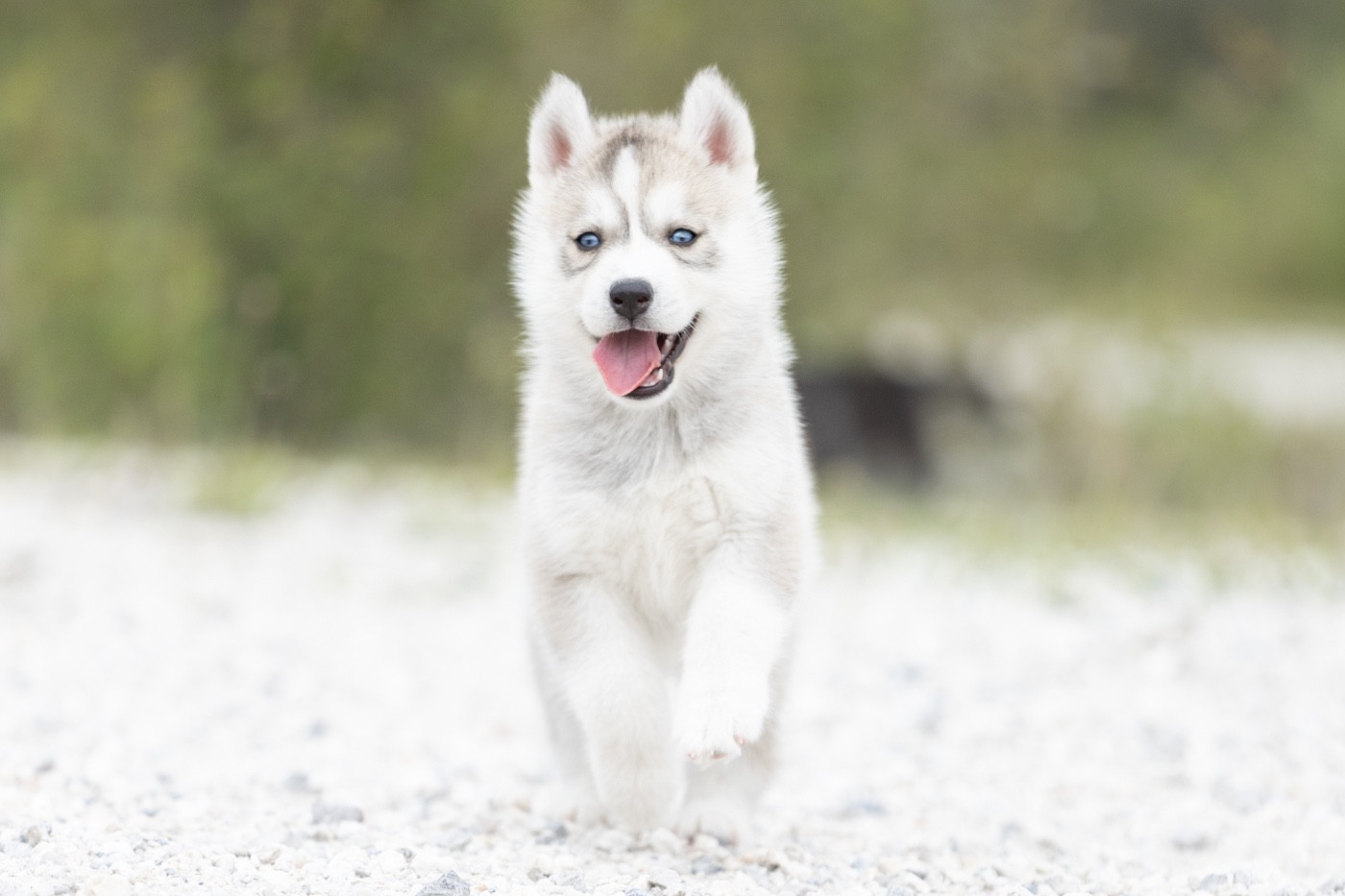 Zorsky - Chiots disponibles - Siberian Husky