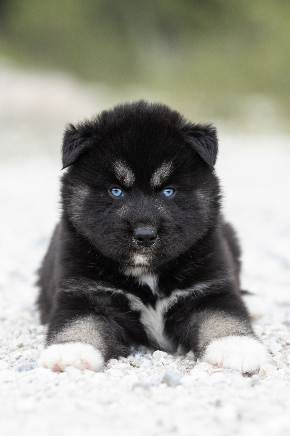 Zorsky - Chiots disponibles - Siberian Husky