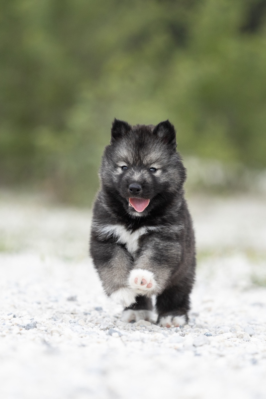 Zorsky - Chiots disponibles - Siberian Husky