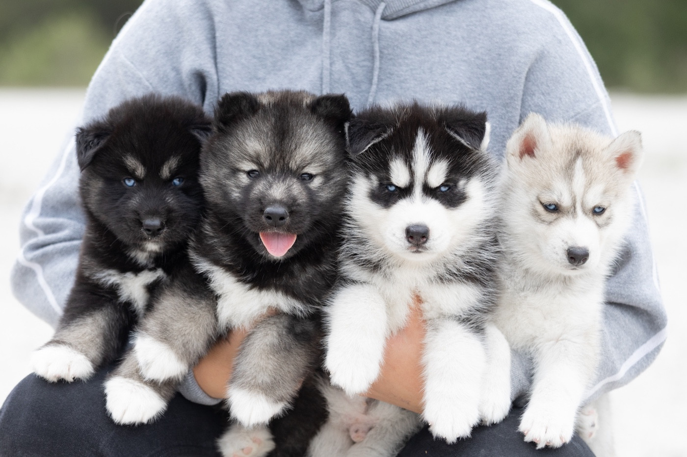 Chiot Siberian Husky Zorsky