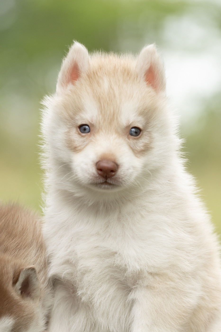Zorsky - Chiots disponibles - Siberian Husky