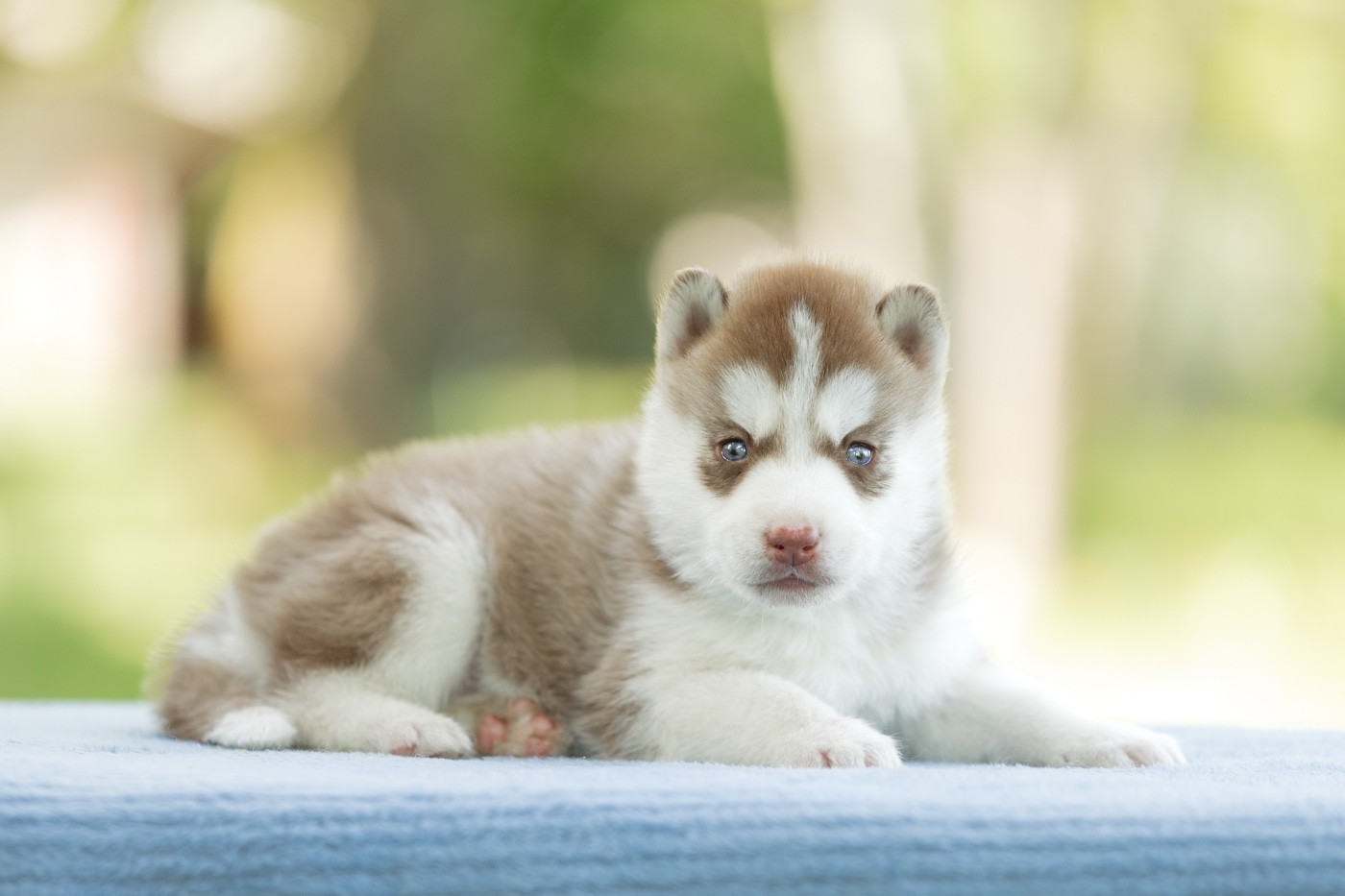 Zorsky - Chiots disponibles - Siberian Husky