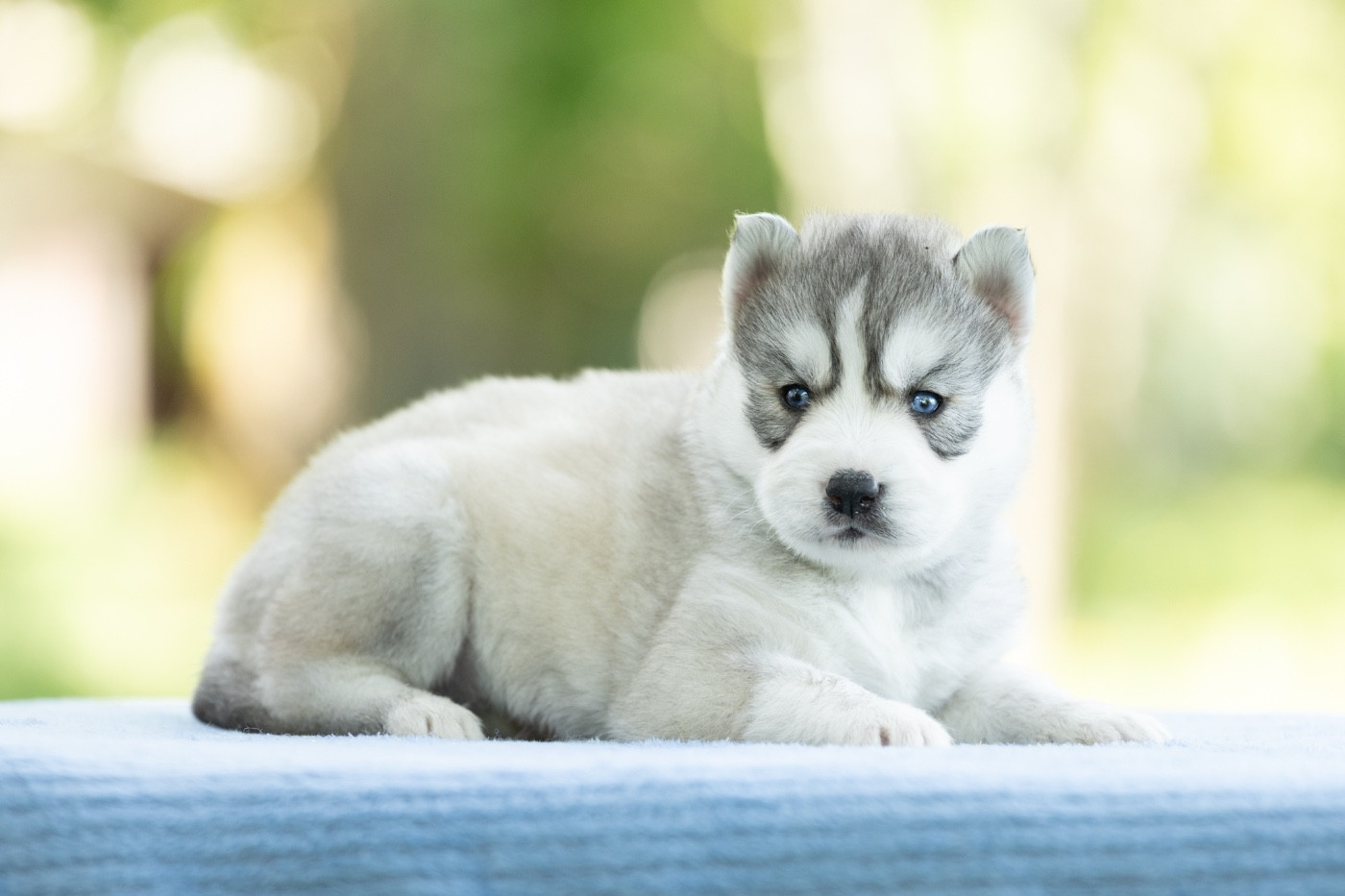 Zorsky - Chiots disponibles - Siberian Husky